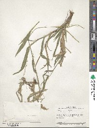 Paspalum conjugatum image