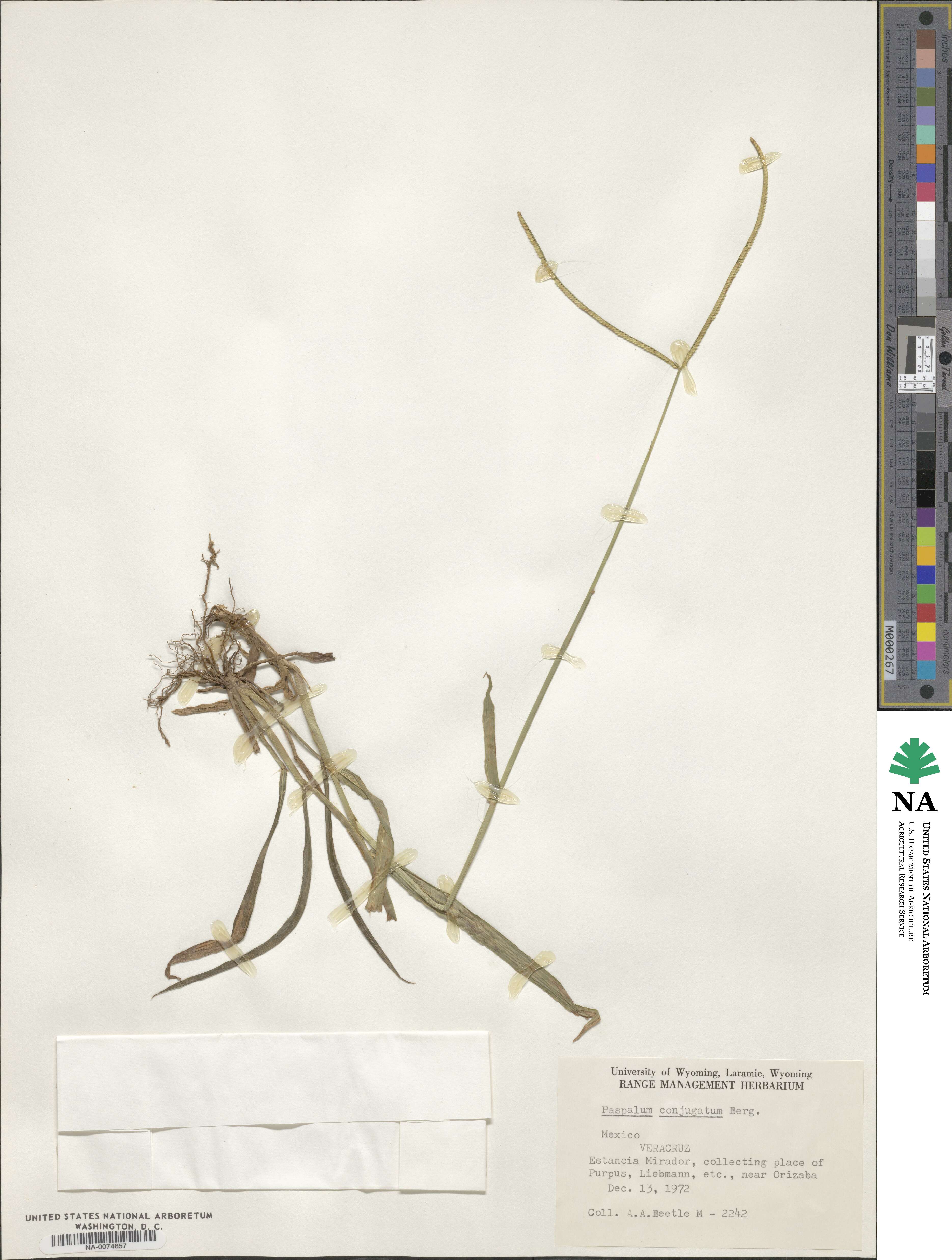 Paspalum conjugatum image