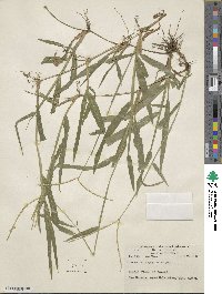 Paspalum conjugatum image