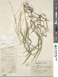 Paspalum conjugatum image