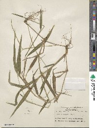 Paspalum conjugatum image