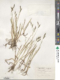 Paspalum convexum image