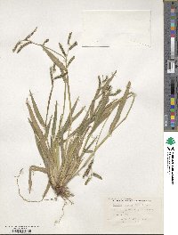 Paspalum convexum image