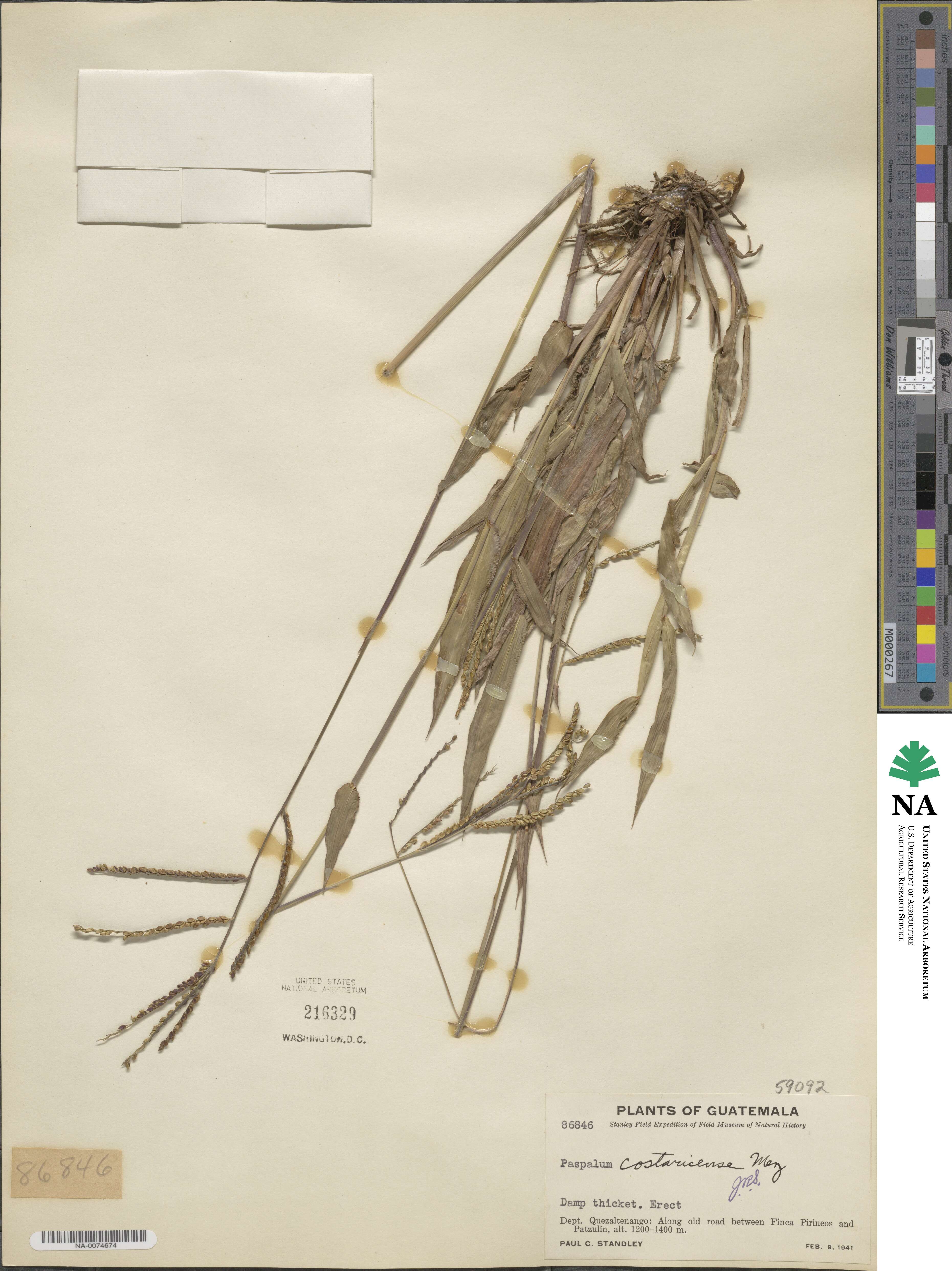 Paspalum costaricense image