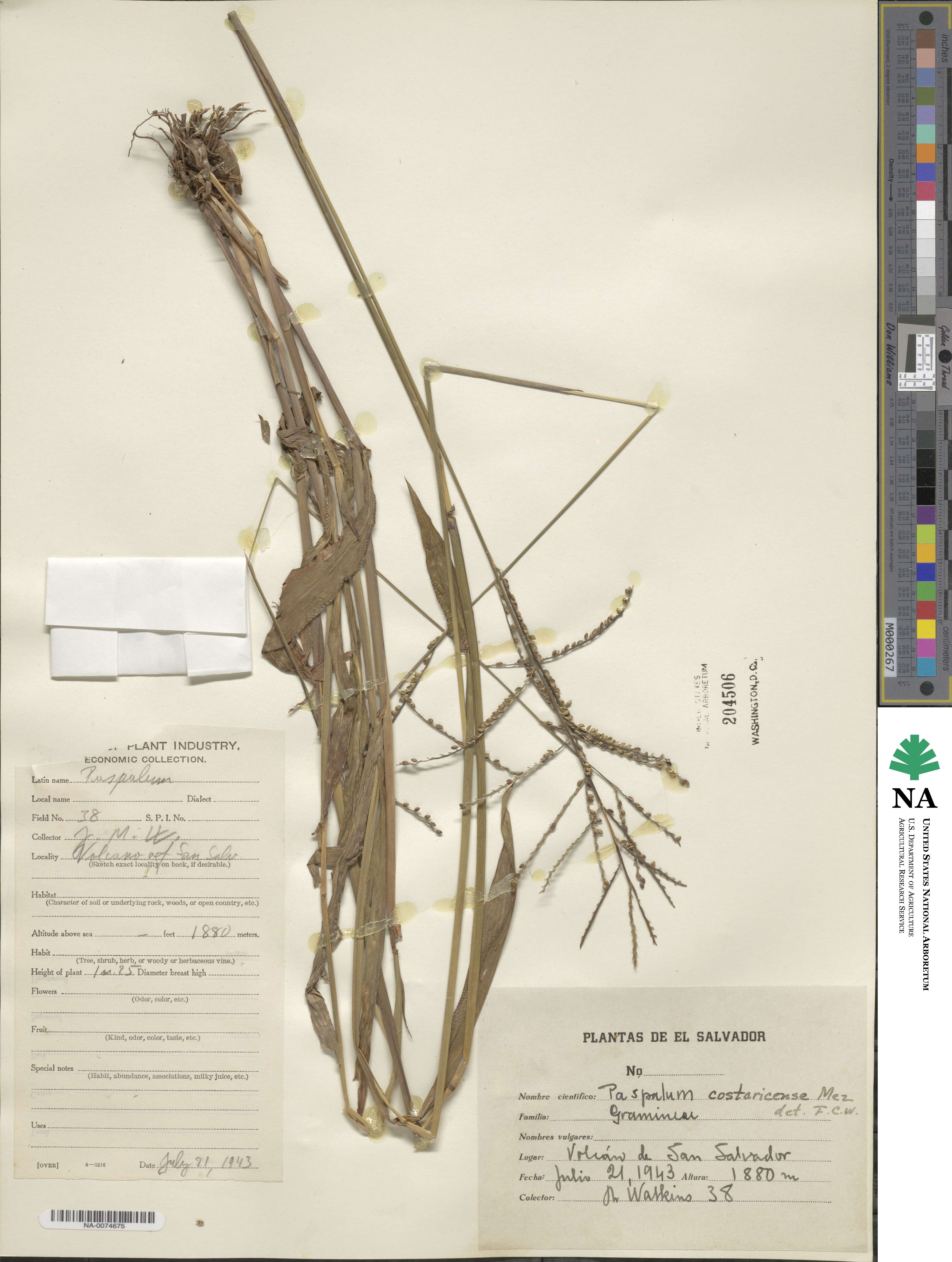 Paspalum costaricense image