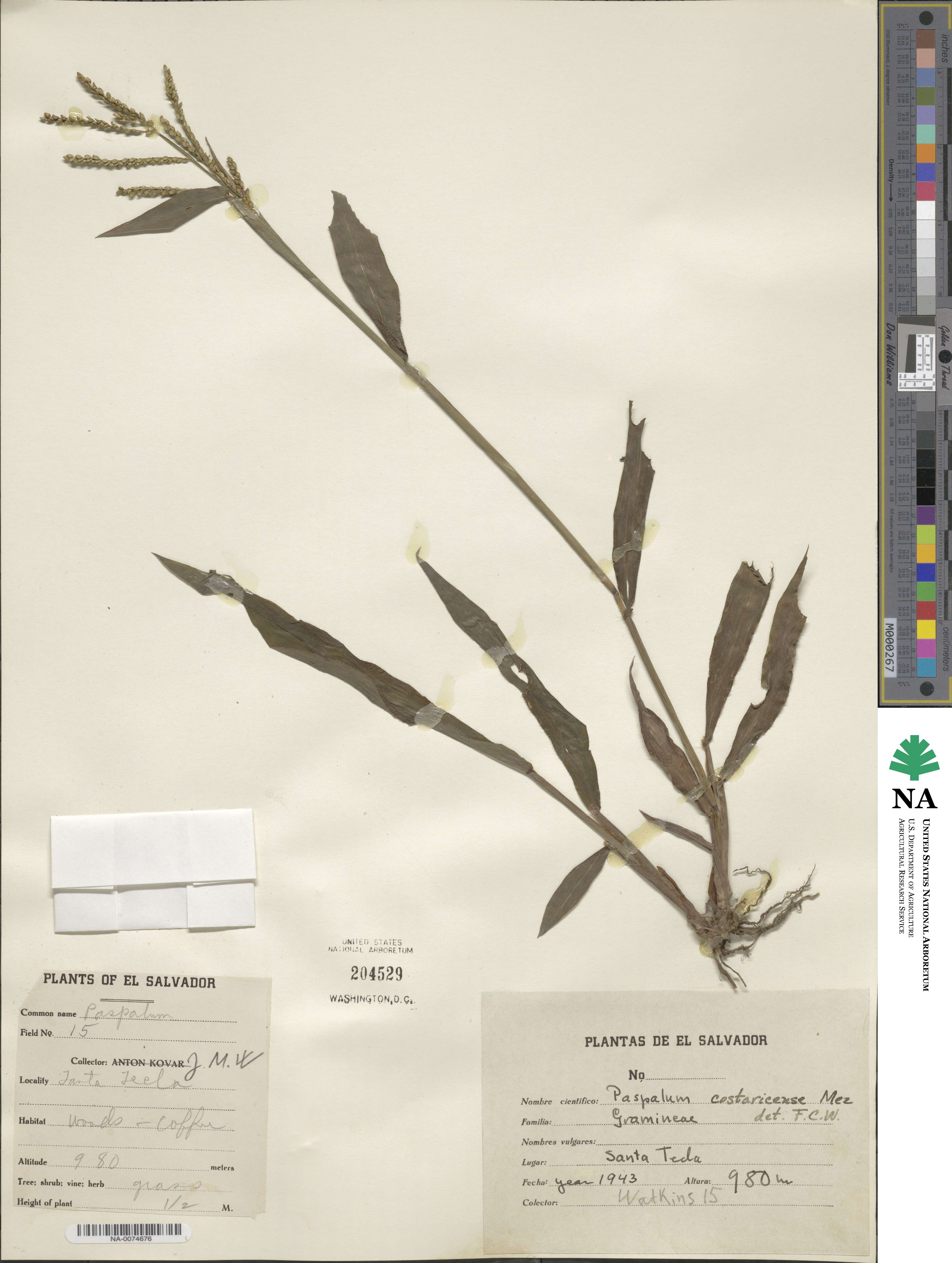 Paspalum costaricense image