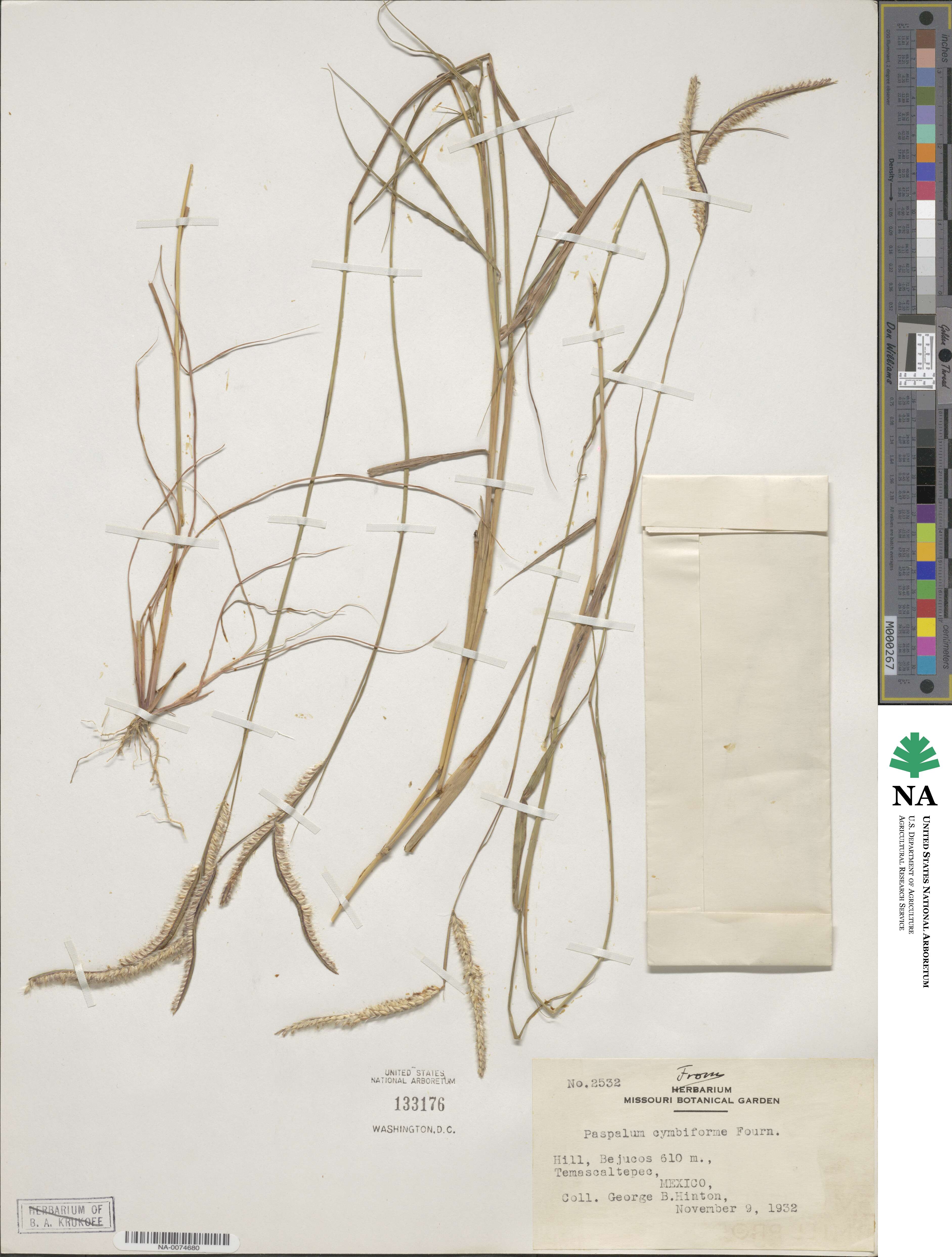 Paspalum cymbiforme image