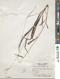 Image of Paspalum corcovadense