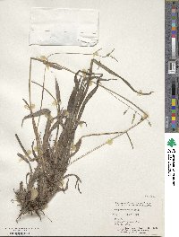 Paspalum setaceum var. setaceum image