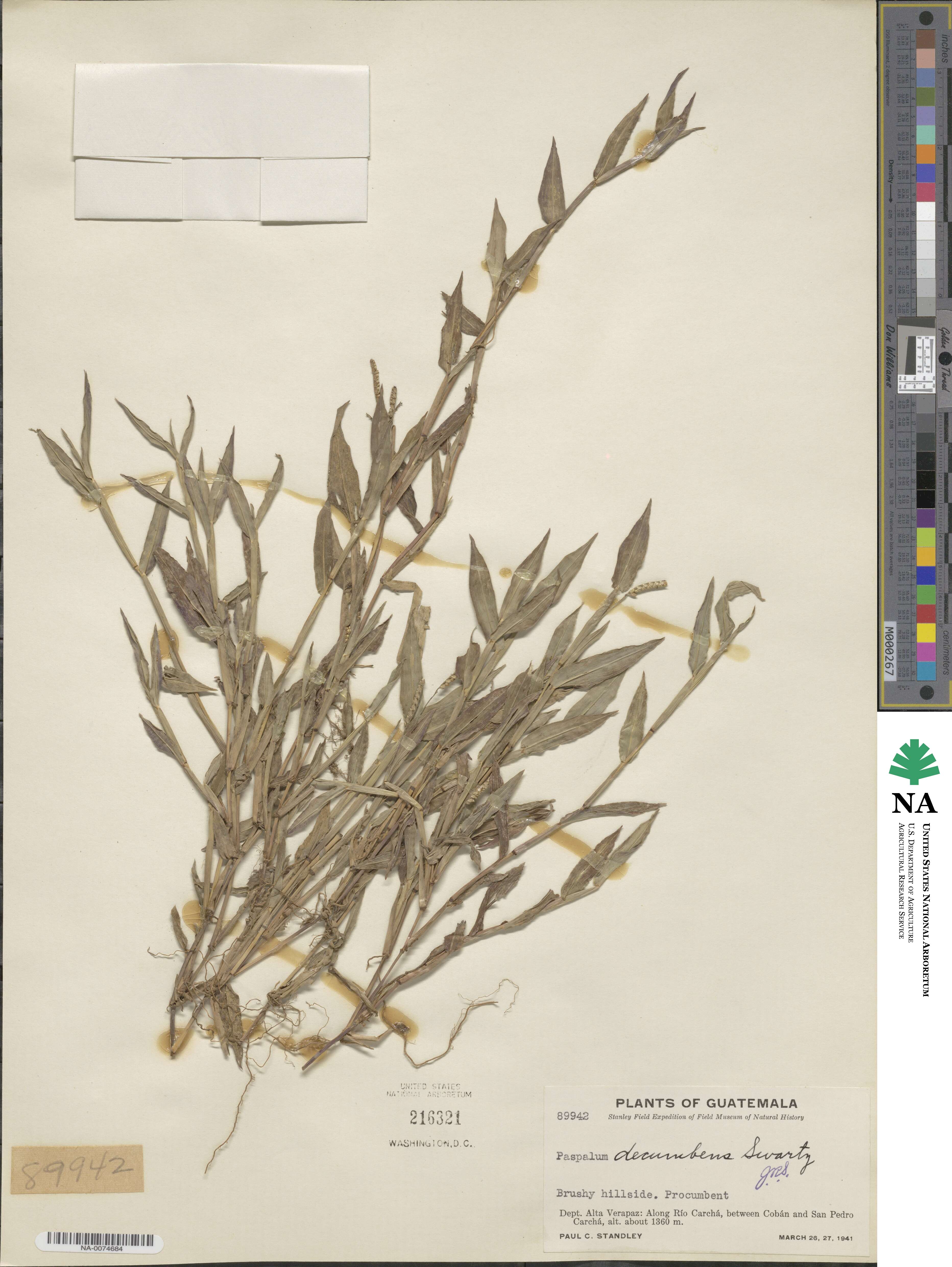 Paspalum decumbens image