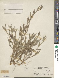 Paspalum decumbens image