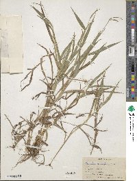 Paspalum decumbens image