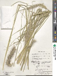 Cenchrus alopecuroides image