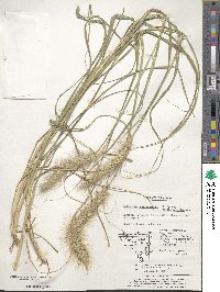 Cenchrus alopecuroides image