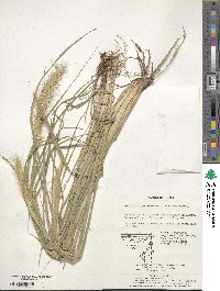 Cenchrus alopecuroides image