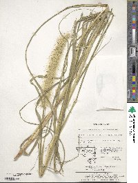 Cenchrus alopecuroides image