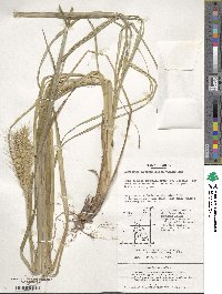 Cenchrus alopecuroides image