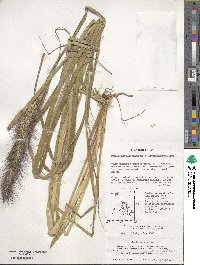 Cenchrus alopecuroides image