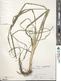 Cenchrus alopecuroides image