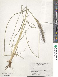 Cenchrus alopecuroides image