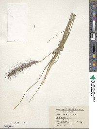 Cenchrus alopecuroides image