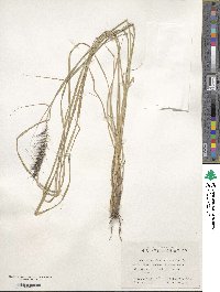 Cenchrus alopecuroides image