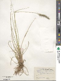 Cenchrus alopecuroides image