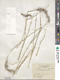 Cenchrus alopecuroides image