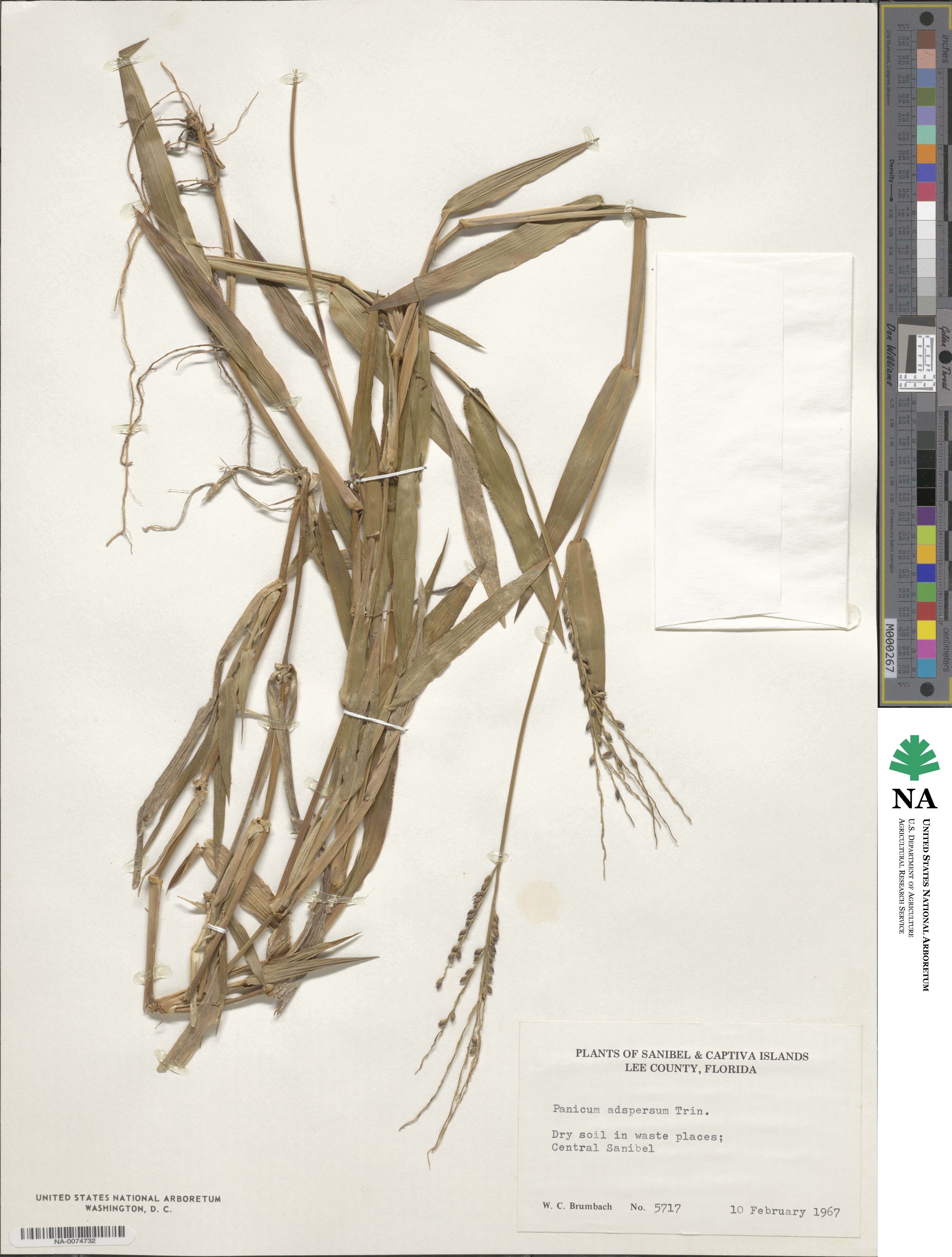 Urochloa adspersa image