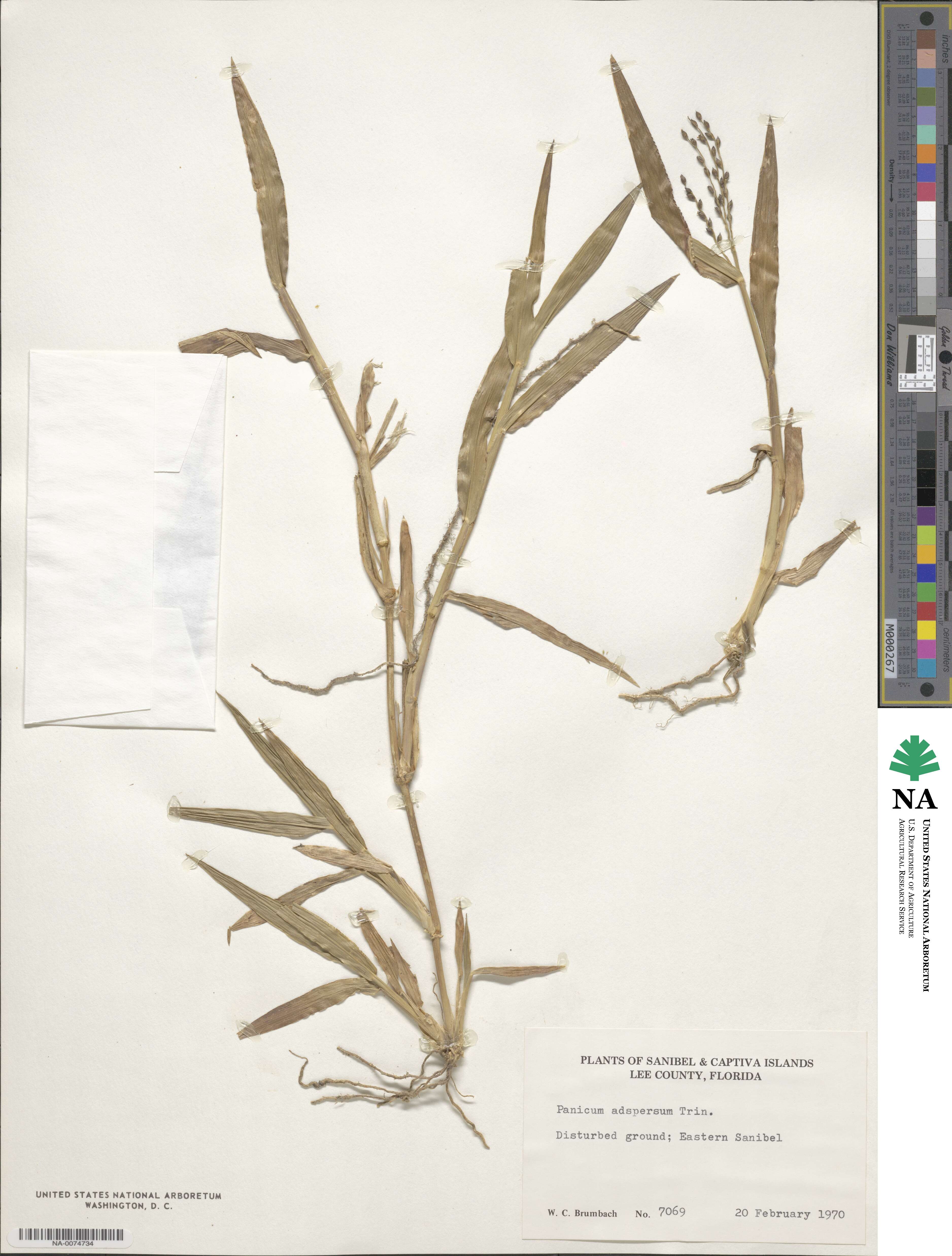 Urochloa adspersa image