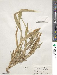 Urochloa adspersa image