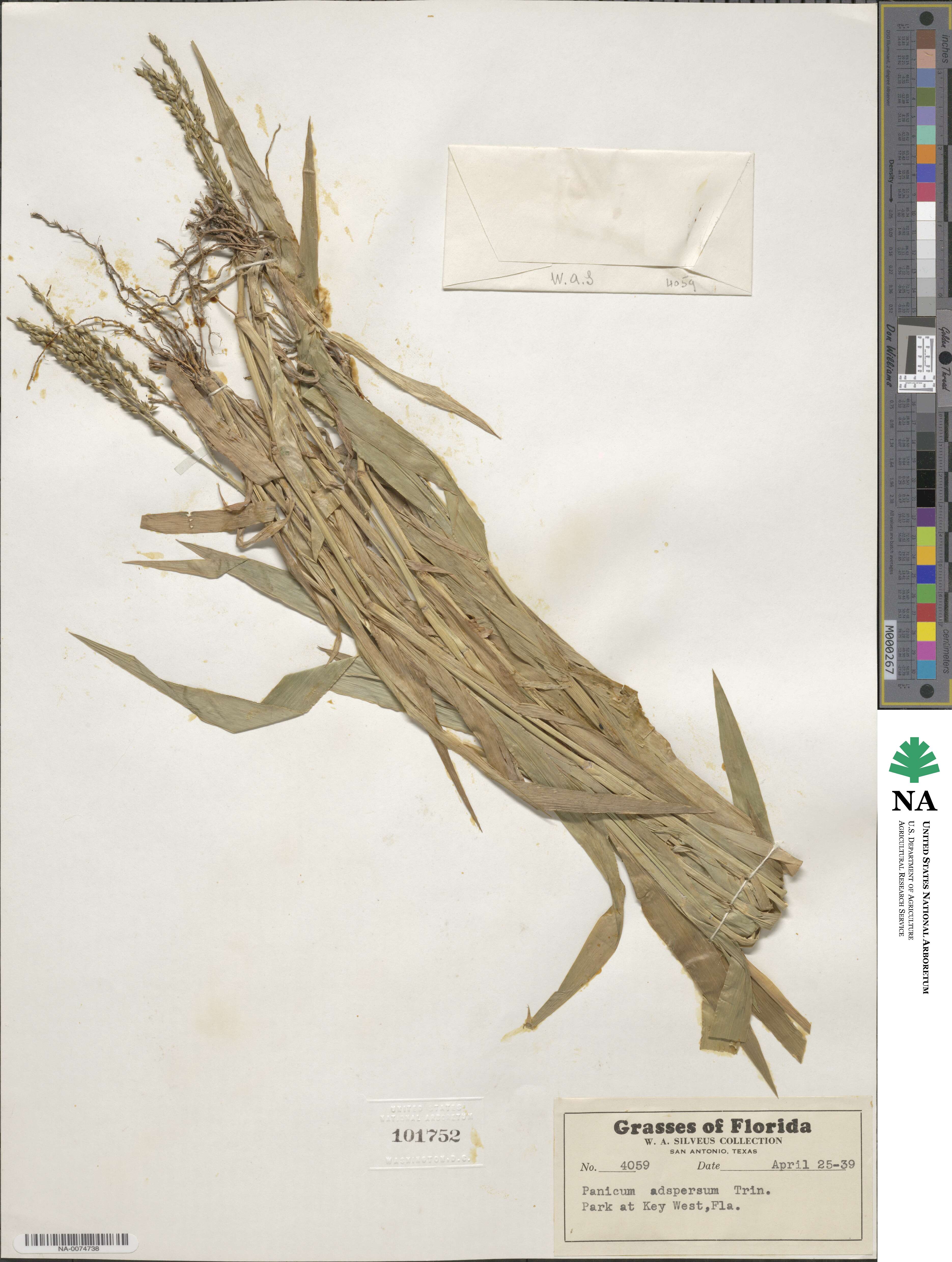 Urochloa adspersa image