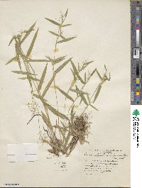 Dichanthelium lanuginosum image