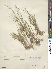 Dichanthelium meridionale image