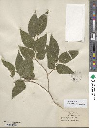 Celtis laevigata image