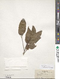 Celtis laevigata image