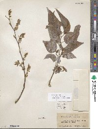 Celtis laevigata image