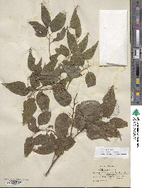 Celtis laevigata image