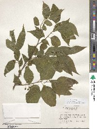 Celtis laevigata image