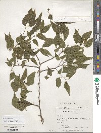 Celtis laevigata image