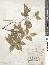 Celtis laevigata image