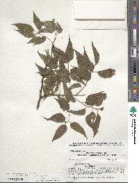 Celtis laevigata image