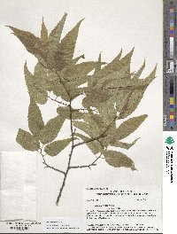 Celtis laevigata image