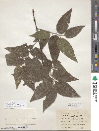 Celtis laevigata image