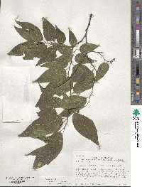 Celtis laevigata image