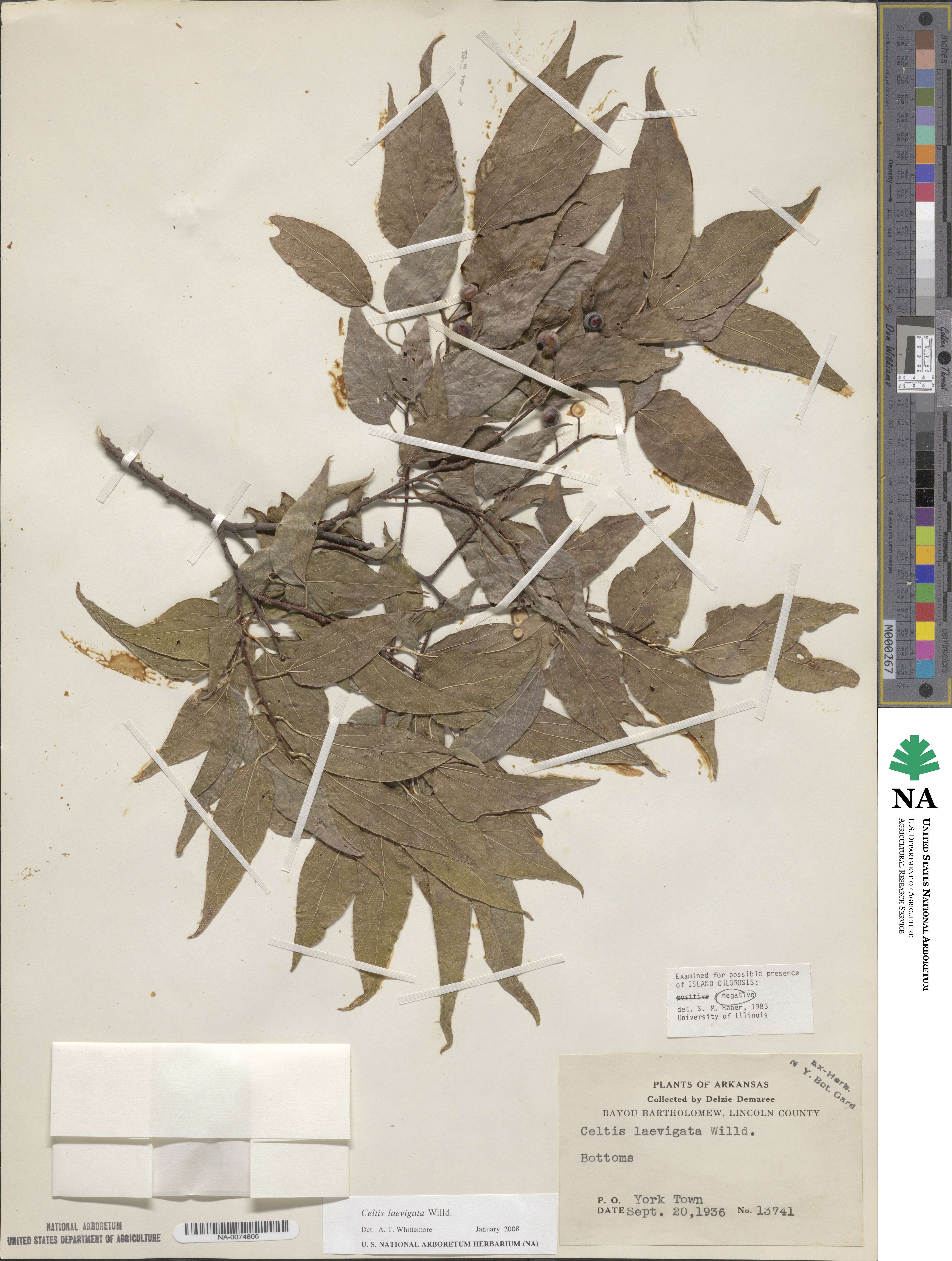 Celtis laevigata image