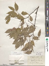 Celtis laevigata image