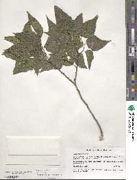 Celtis laevigata image