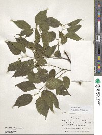 Celtis laevigata image