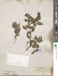 Celtis laevigata image